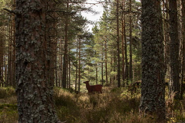 A metal deer target in a plantation in Glen Feshie in the Scottish Highlands. This flag ship site for rewilding has bounced back after deer numbers were reduced from 45 to 2 deer/km2 to allow natural...