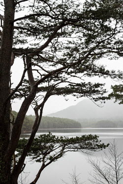 A mature Scots pine tree on the shores of Loch an Eilein, part of the Cairngorm National Park, founded in 2003.  The UK rewilding movement draws together diverse groups with a long term vision for wil...