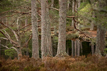 Scots pine trees beside a lochan one of the Uath Lochans surrounded by mature plantation at the end of Glen Feshie.  The UK rewilding movement draws together diverse groups with a long term vision for...