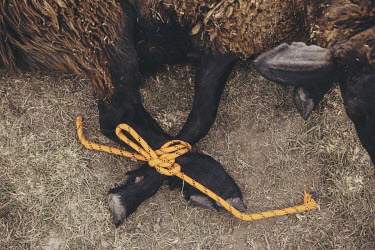 A sheep with its legs tied together in preparation for it being slaughtered. The carcass will be used for a game of Kok-Boru at the World Nomad Games.