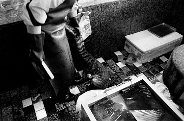 Inside one of the most expensive restaurants in Guangdong the restaurant's butcher drags a crocodile out of a holding cage and onto his chopping board. The crocodile is going to be killed for the lunc...