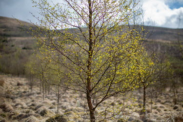 A young birch tree at Corehead Farm, a land holding purchased by The Border Forest Trust. The organisation that began life in 1996 years ago as a group of 40 individuals united to rewild one single ca...