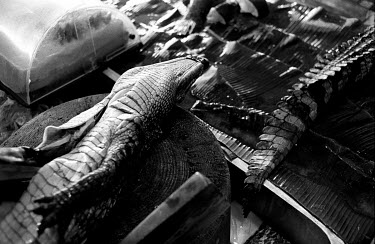 Inside one of the most expensive restaurants in Guangdong a crocodile is gutted after it has been killed for lunch time customers.