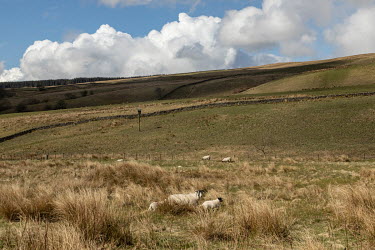 Sheep graze boggy grassland at Corehead Farm, a land holding purchased by The Border Forest Trust. The organisation that began life in 1996 years ago as a group of 40 individuals united to rewild one...