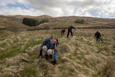School pupils from Moffat Academy during a tree planting effort at Corehead Farm, a land holding purchased by The Border Forest Trust. The organisation that began life in 1996 years ago as a group of...
