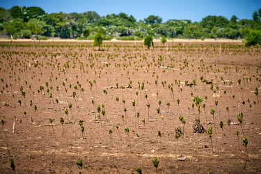 Mangrove saplings planted by local residents in conjunction with WWF beside a waterway in the western coastal region.Rising sea levels, human activities, and cyclones, have harmed Madagascar's valuabl...