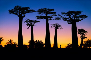 A woman and baobab trees, growing along the 'Allee des Baobabs' (Alley of Baobabs), are silhouetted against the setting sun in the western coastal region where Africa's 'Tree of Life' is dying because...