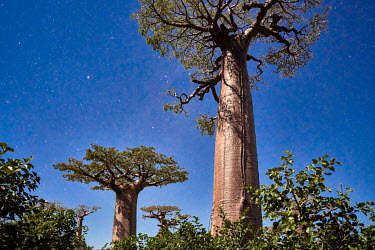 The night sky shines above baobab trees growing along the 'Allee des Baobabs' (Alley of Baobabs) in the western coastal region where Africa's 'Tree of Life' is dying because of habitat destruction and...