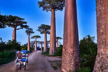 A tricycle rickshaw passes baobab trees in the 'Allee des Baobabs' (Alley of Baobabs) in the western coastal region.