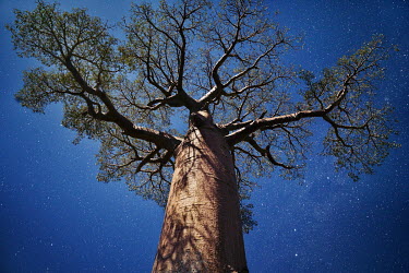 The night sky shines above baobab trees growing along the 'Allee des Baobabs' (Alley of Baobabs) in the western coastal region where Africa's 'Tree of Life' is dying because of habitat destruction and...