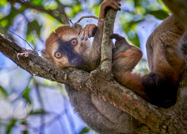 A lemur resting in a tree in the Kirindy dry valley in the western coastal region.