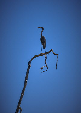 A heron perched on a dead mangrove tree.Rising sea levels, human activities, and cyclones, have harmed Madagascar's valuable mangrove ecosystems, leading to their decline accross the isla