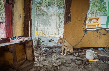 A dog sitting in the remains of the house of Freninet Teshages. Frehinet and her family have rented a small home nearby. Her house was one of many destroyed in an armed attack on the town of Ataye whe...