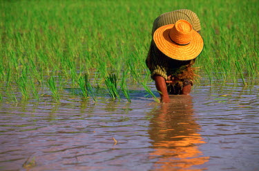 Female rice farmer engaged in transplanting newly scythed bundles of rice plants into the paddy fields. The Khorat Plateau has long been considered the oldest continually cultivated region for rice pr...