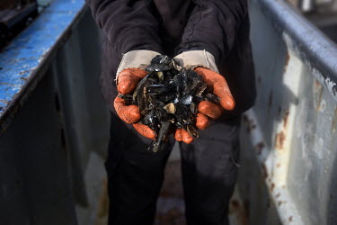 Crewmember Steve Bennet shows a handful of mussels which have been brought up from the seabed of the Menai Strait onto the trawler of mussel production company Deepdock Ltd ready to be washed and proc...