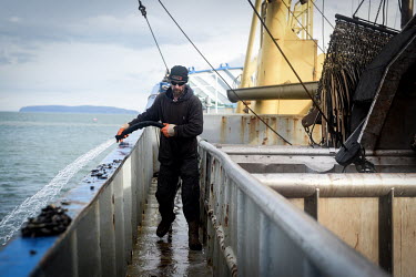 Crewmember Steve Bennet washes down the surfaces of the trawler after bringing up a net of mussels from the seabed of the Menai Strait onto the trawler of mussel producing company Deepdock Ltd as the...