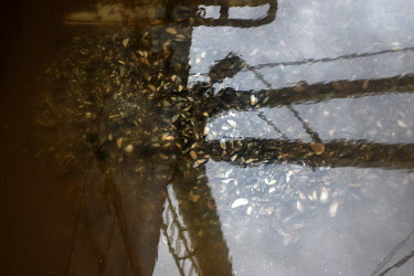 Mussel shells are reflected in sea water on the Mare Gratis trawler as it returns to harbour in Port Penrhyn in the Menai Strait where collected mussels are washed and processed to be sold. The compan...