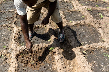 A man plants seedlings in a vegetable garden on the outskirts of the city.