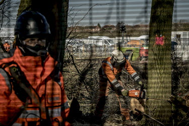 A tree surgeon fells trees next to the 'Poors Peace' protest camp during clearance work for the construction of the HS2 High speed rail link.