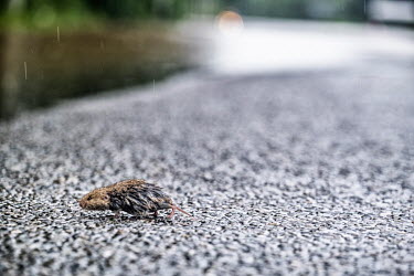 A water vole runs across a road during heavy rain which caused the River Lomme to burst its banks resulting in widespread flooding in the provinces of Namur and Luxembourg and Liege.