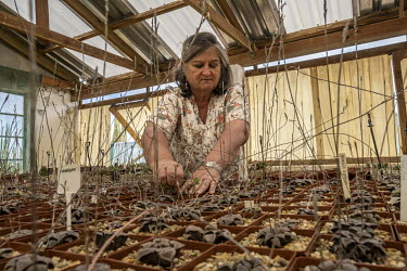 Nursery owner Minette Schwegmann, weeds her haworthia plants in her succulent nursery. She says trying to keep up with skyrocketing demand from overseas has become impossible in recent years.