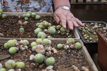 Conophytum plants grow in pots at a succulent nursery owned by, Minette Schegmann, who says demand for small, ornamental succulents has shot up in recent years.
