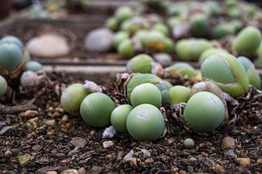 Conophytum plants grow in pots at a succulent nursery owned by, Minette Schegmann, who says demand for small, ornamental succulents has shot up in recent years.