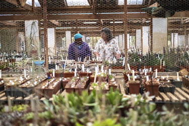 Nursery owner Minette Schwegmann (R) speaks to an employee in her succulent nursery. Experts say nurseries have been unable to meet the massive demand for succulents over the past few years, leading t...
