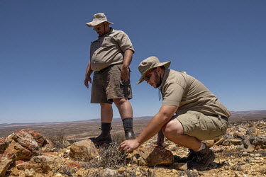 Rangers look for evidence of succulent poaching in the Knersvlakte Nature Reserve. The reserve, which is known for the large number of dwarf succulent species that grow here, many of them endemic, has...