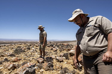Rangers look for evidence of succulent poaching in the Knersvlakte Nature Reserve. The reserve, which is known for the large number of dwarf succulent species that grow here, many of them endemic, has...