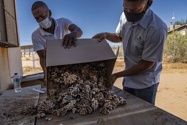 Members of South Africa's Stock Theft and Endangered Species Unit count conophytum plants seized during a sting operation near Steinkopf. During the dry season, conophytums form a brown sheaf to prote...