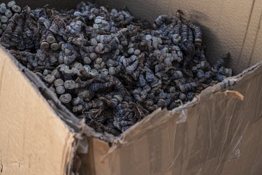 A box full of conophytum plants, seized during a sting operation near Steinkopf by South Africa's Stock Theft and Endangered Species Unit. During the dry season, conophytums form a brown sheaf to prot...