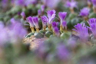 Conophytum ficiforme plants in bloom. Conophytums, a genus of small succulent plants endemic to Southern Africa, are in high demand from collectors around the world.