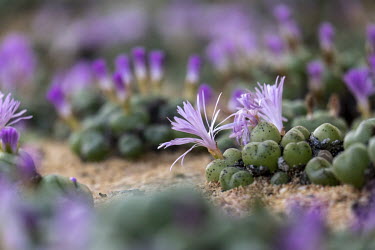 Conophytum ficiforme plants in bloom. Conophytums, a genus of small succulent plants endemic to Southern Africa, are in high demand from collectors around the world.