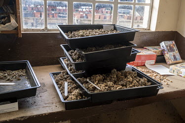 Trays full of conophytum plants confiscated from poachers lie on a shelf in the Karoo Desert Botanical Garden. Staff from the country's biodiversity institute will attempt to save as many as possible....