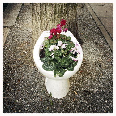 Flowers planted in a repurposed toilet bowl on the street im Bezirk Moabit.  The Berlin district of Moabit is an artificial island completely surrounded by water that was once home to various industri...