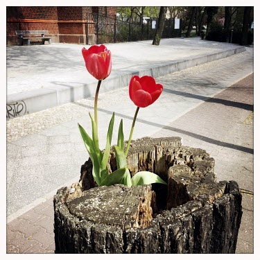 Tulips growing from the stump of a dead tree on a street in Moabit.  The Berlin district of Moabit is an artificial island completely surrounded by water that was once home to various industries and s...