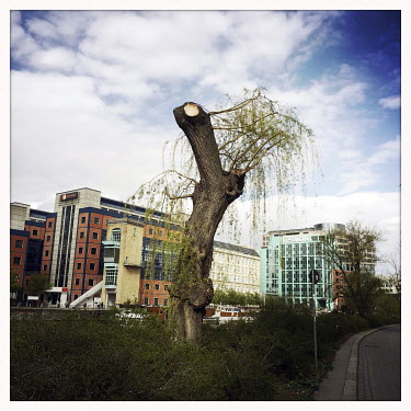 A heavily cut back tree next to new buildings on the river Spree in Moabit.  The Berlin district of Moabit is an artificial island completely surrounded by water that was once home to various industri...