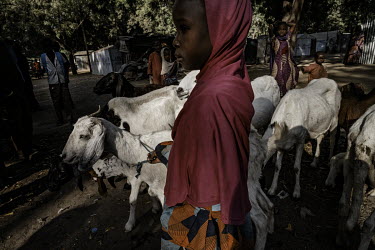 A young girl herding goats in Bama IDP camp.