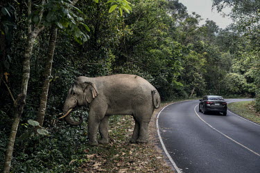 A car passes a wild elephant on a road in Khao Yai National Park.