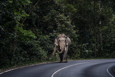 A wild elephant on the road in Khao Yai National Park.