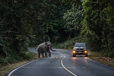 A wild elephant reacts to a car passing on a road in Khao Yai National Park.