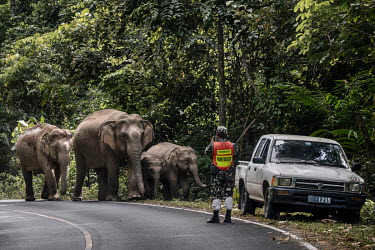 Suthiporn Sinkha, a Park Ranger controls traffic and guides a family of wild elephants as they cross a road in Khao Yai National Park.