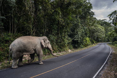 A wild elephant on a road in Khao Yai National Park.