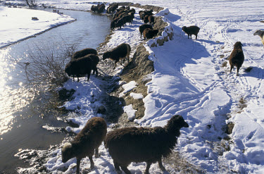 Sheep drinking from a river in the snow near Bamiyan.