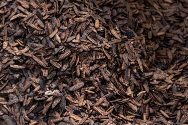 Dried black soldier fly larvae at the Maltento insect farm in Cape Town. The larvae, which are rich in protein and fats, have a wide range of uses, from aquaculture feed to palatants to add to pet foo...