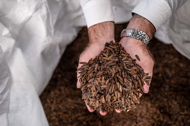 Dried black soldier fly larvae at the Maltento insect farm in Cape Town. The larvae, which are rich in protein and fats, have a wide range of uses, from aquaculture feed to palatants to add to pet foo...