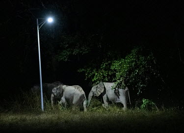 Forest elephants walk underneath a lamp post in the Lope National Park in Gabon. Gabon is home to more than half of the world's remaining 45,000 forest elephants. Their numbers have been decimated ove...