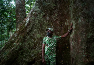 Park ranger Guy Fabrice stands next to an Okoume tree.  The okoume tree (aucoumea klaineana) is a popular source of plywood due to its lightness and flexibility.  Gabon is looking to refocus its natio...
