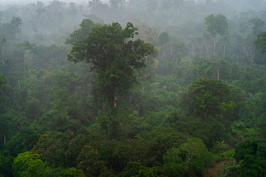 Dense forest in the mist in Gabon. Gabon is looking to refocus its national economy to sustainable forestry due to declining oil reserves. The Congo Basin rain forest covers 90% of the country and is...